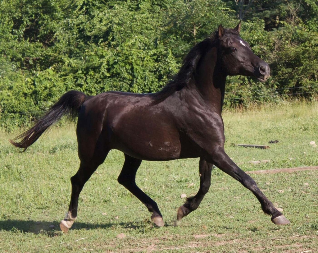 Bahiya Mizan — Black purebred Arabian foundation dam trotting