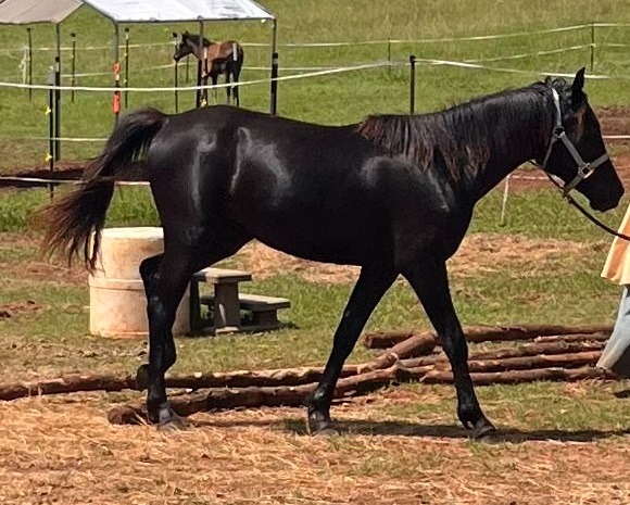 Khusuf Ibn ObedsDusk — Black Arabian Colt / Young Stallion