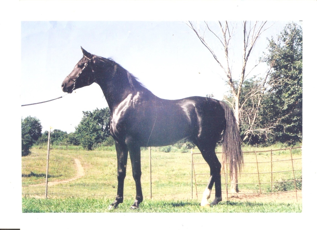 Nafis Rafiq — black Arabian stallion, sire of Foundation Mare Bahiya Mizan