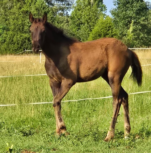 Nasira Bint ObedsDusk — Black Arabian Filly / Foundation Mare