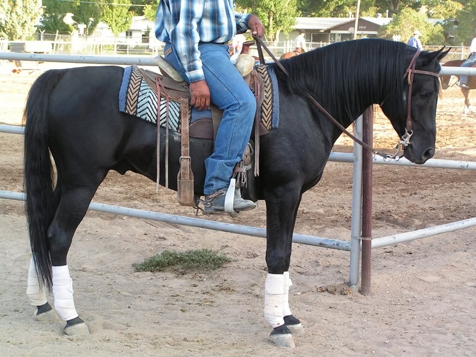 SF Obeds Dusk — Black purebred Arabian foundation stallion
